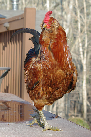 Bob's rooster