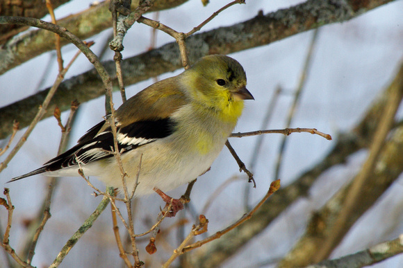 Winter Goldfinch