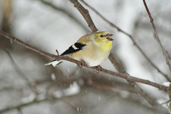 Angry Goldfinch